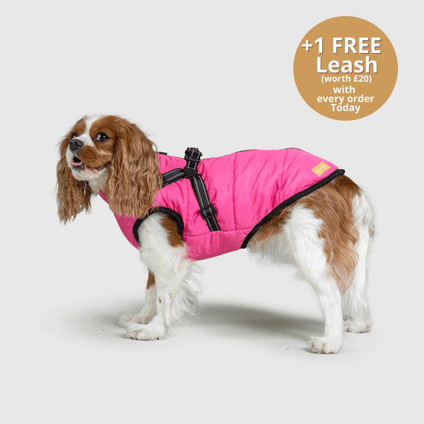 DoggyKings™ 3 in 1 Jacket