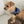 Load image into Gallery viewer, DoggyKings™ Ultimate Personalized No Pull Dog Harness