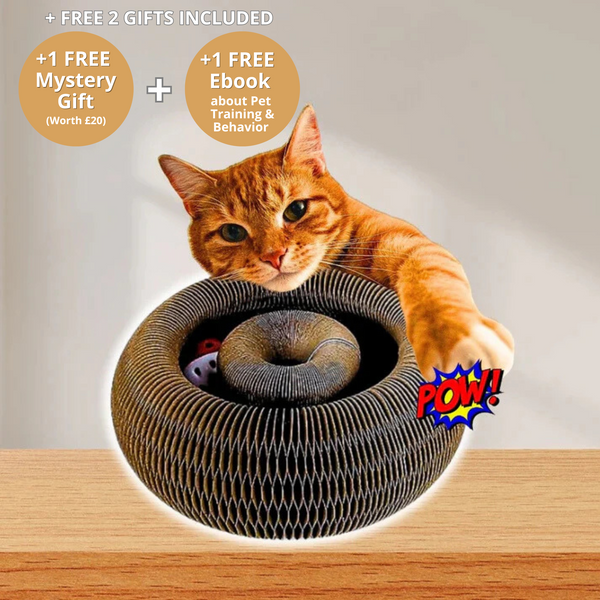 Doggykings™ Kitty Kurlz