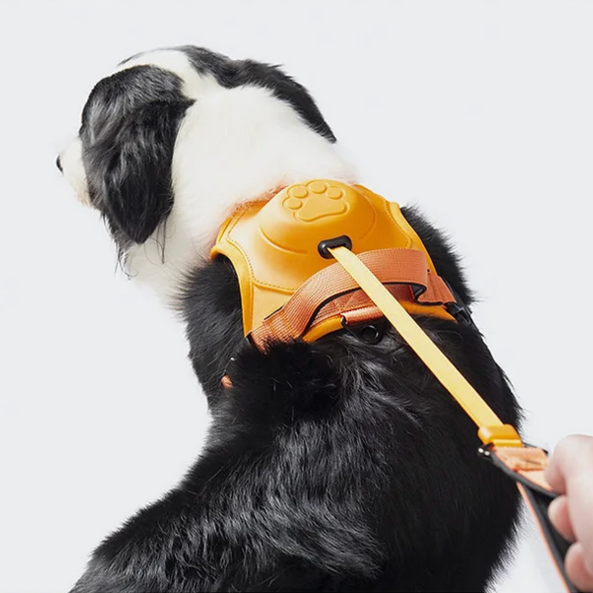 DoggyKings™ Ultimate Personalized No Pull Dog Harness