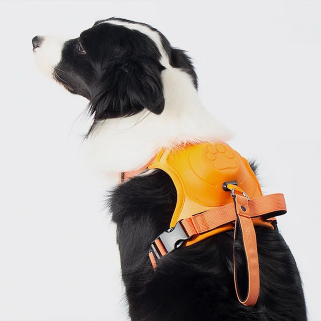 DoggyKings™ Ultimate Personalized No Pull Dog Harness