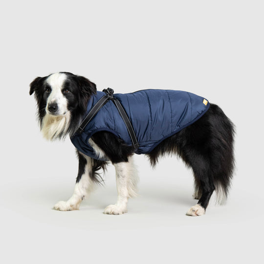 Doggy Kings | Waterproof Dog Jackets & Harnesses – DoggyKings